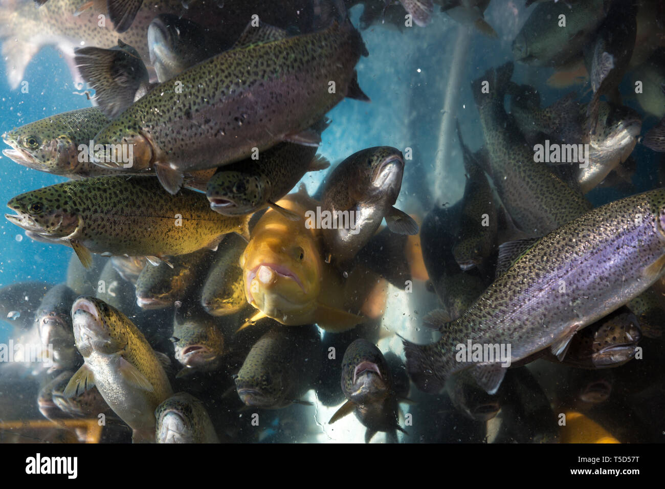 540+ Aquarium Design App Gratis Terbaru