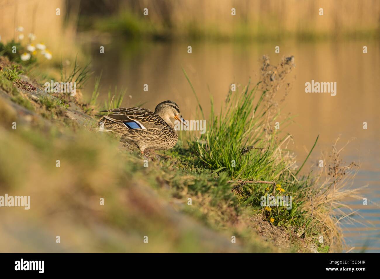 Sunny spring day at a lake, female brown mallard duck standing on lakeside, green grass and flowers, reflection of reeds in water in background, blurr Stock Photo