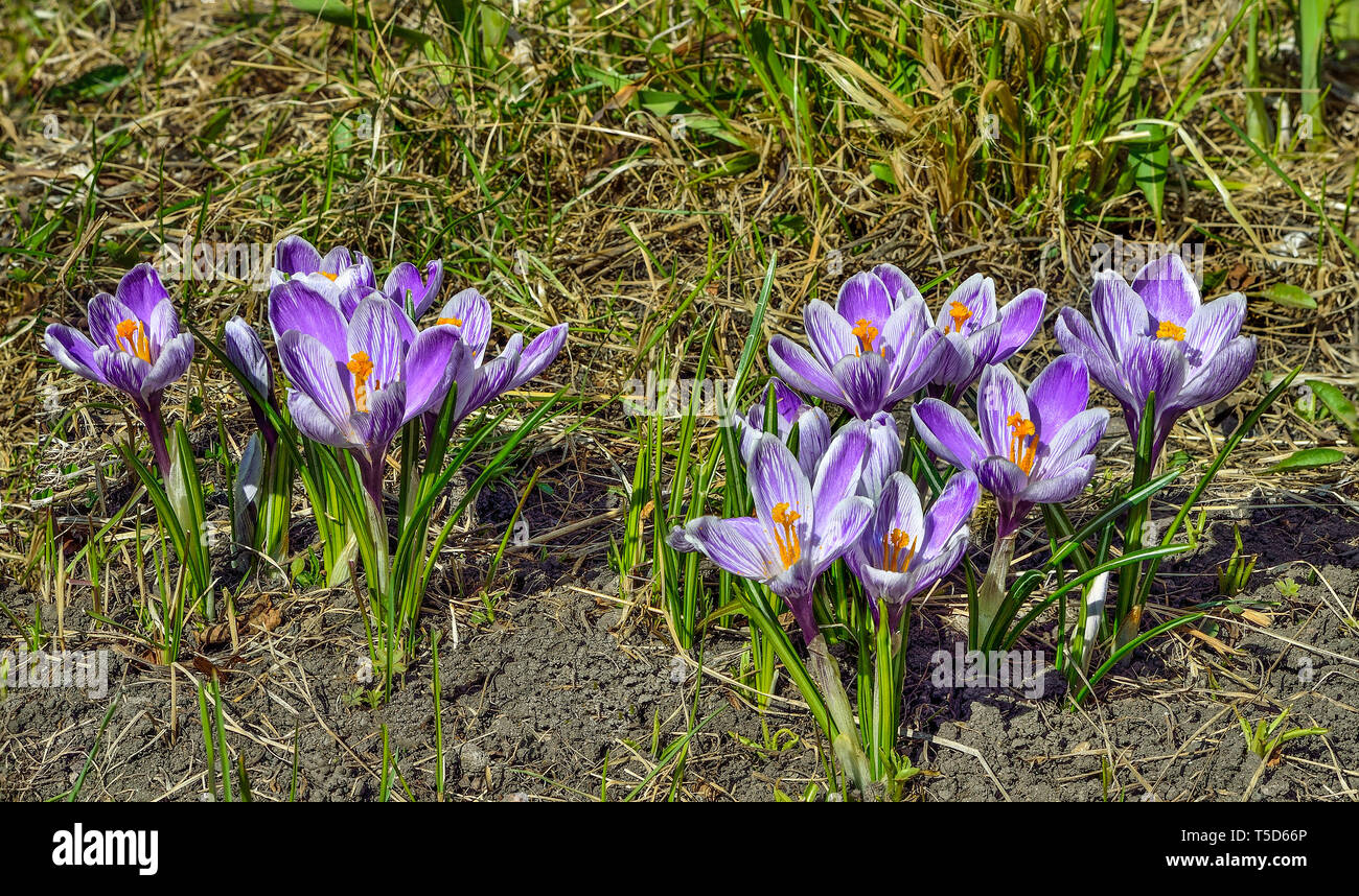 Early spring purple with white wild flowers crocuses on meadow. Gentle spring blooming plant of iris family - early springtime floral background. Seas Stock Photo