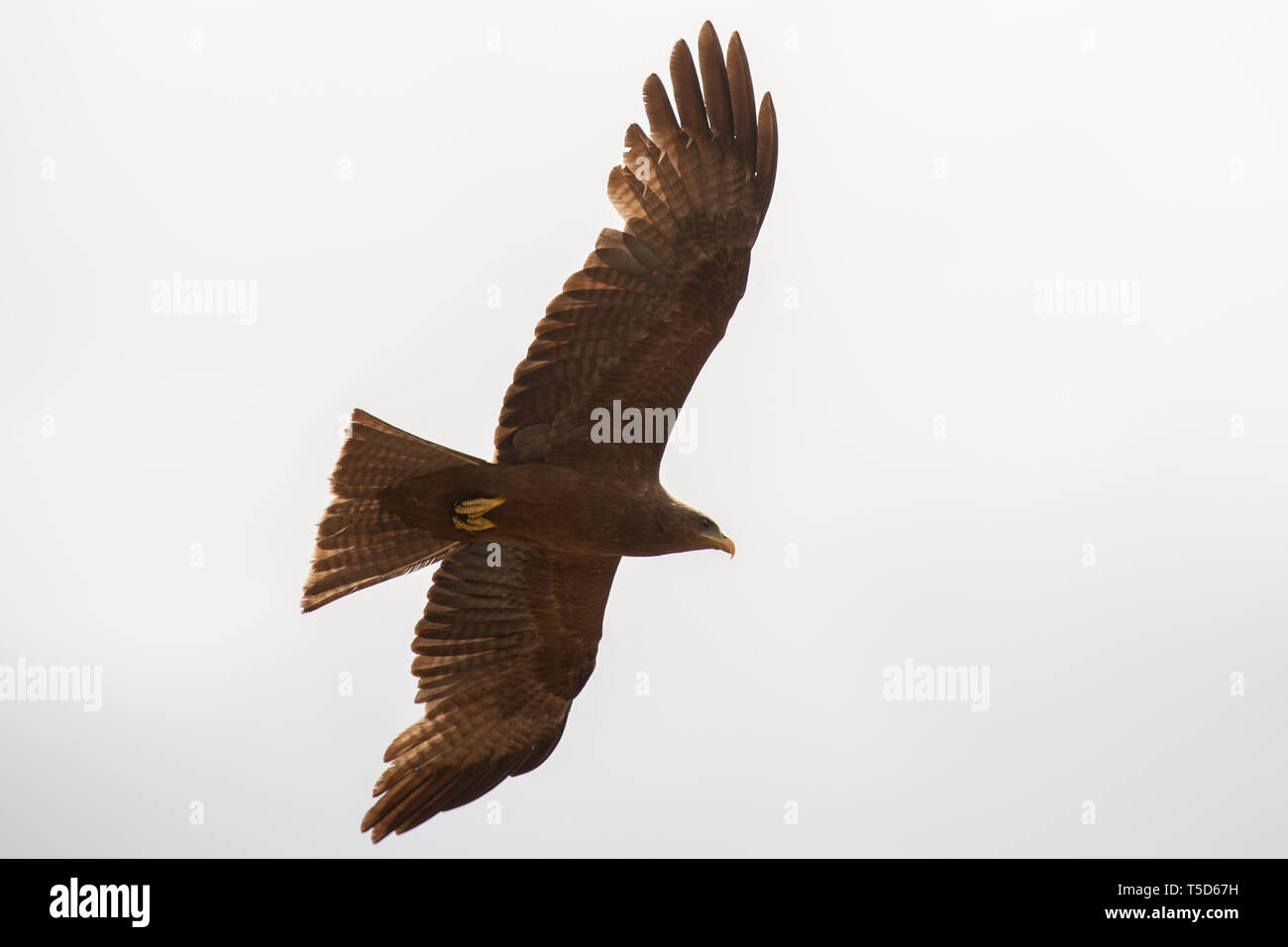 Yellow billed kite in flight Stock Photo