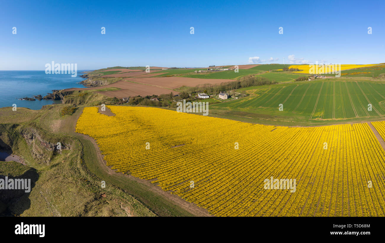 Aerial view of a cliff top field of daffodils by Kinneff Old Church