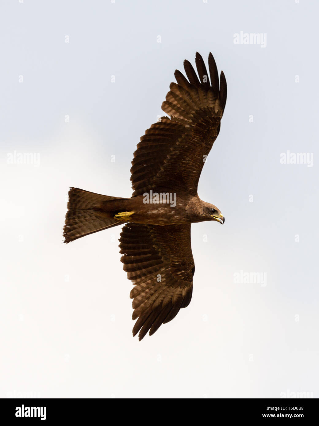 Yellow billed kite in flight Stock Photo
