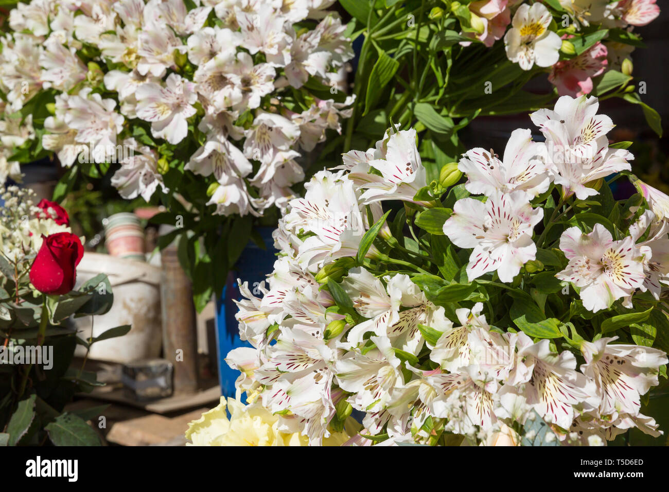 Photo of flower bazaar for graphic and web design, for website or mobile app. Stock Photo