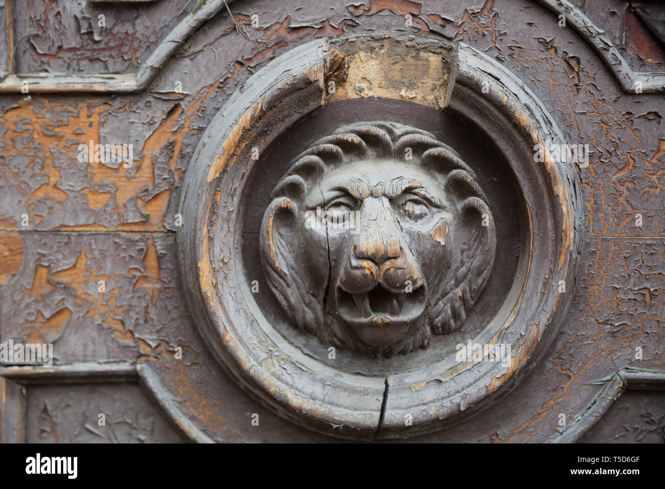 Wooden lion door. Lions gaze from weathered wooden door for graphic and web design, for website or mobile app. Stock Photo