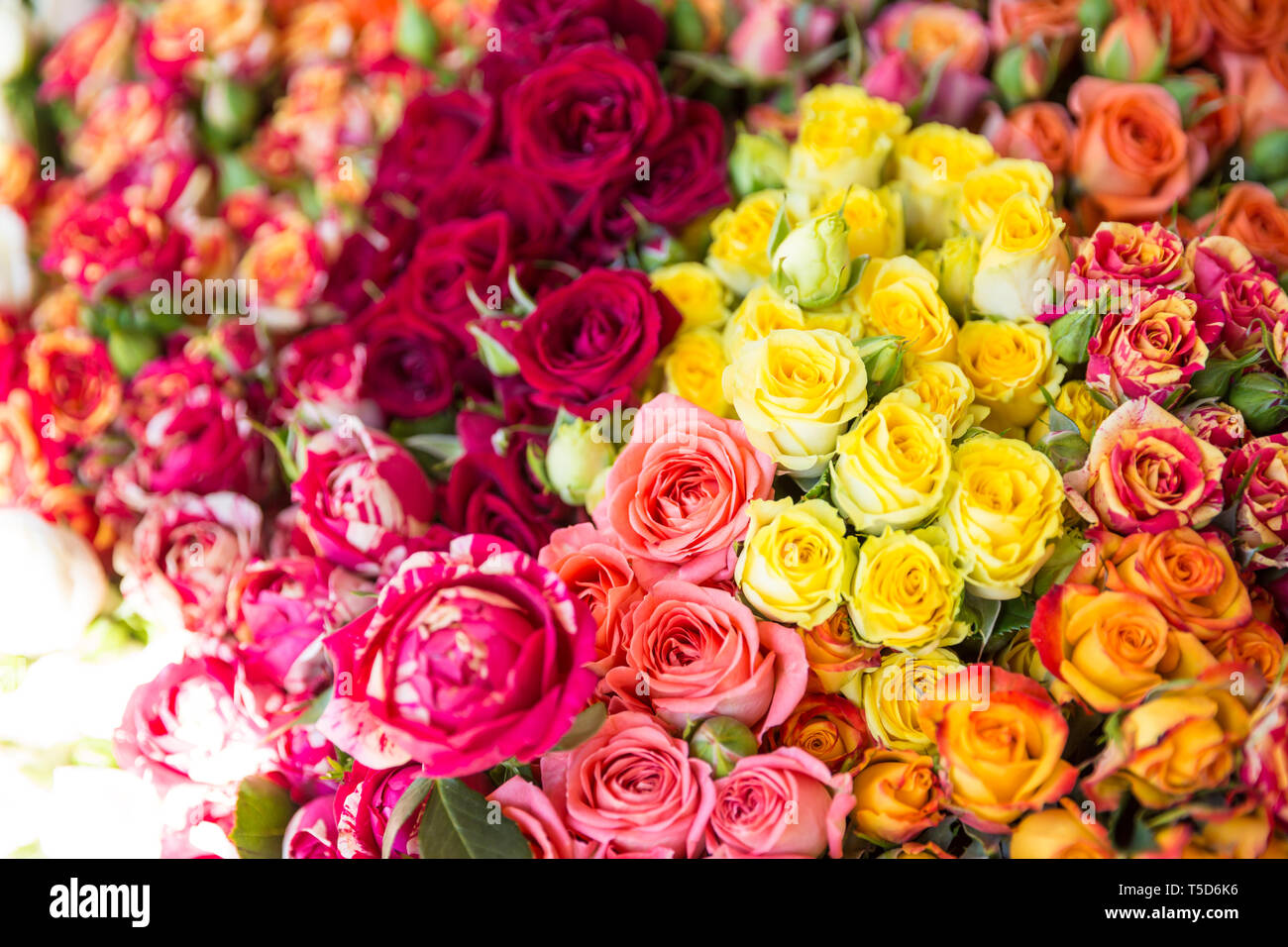 Photo of flower bazaar for graphic and web design, for website or mobile app. Stock Photo