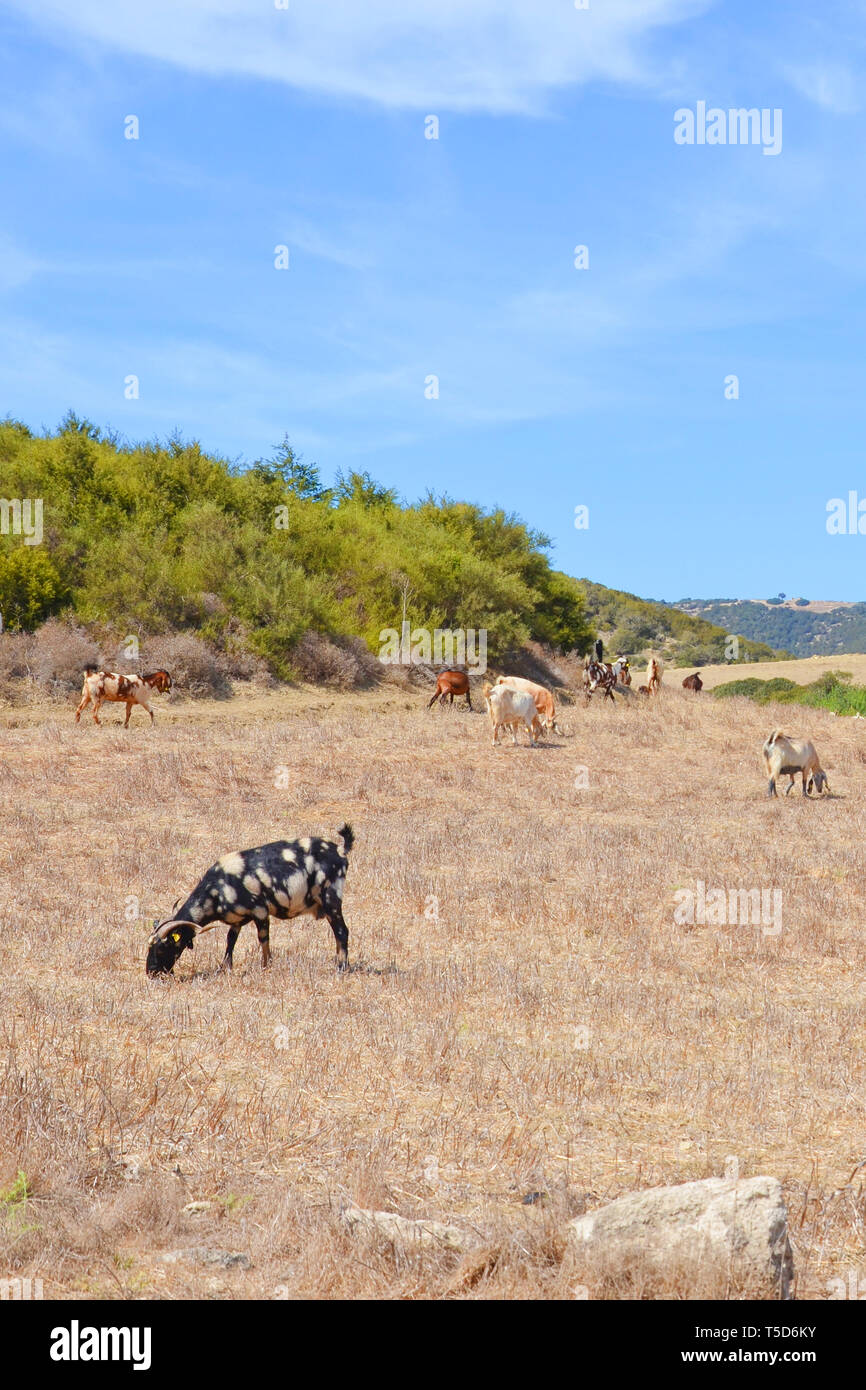 Several goats grazing on a dried field in remote Karpas Peninsula, Turkish part of Cyprus. Hilly Cypriot landscape and green bushes in the background. Taken on a sunny day with blue sky above. Stock Photo