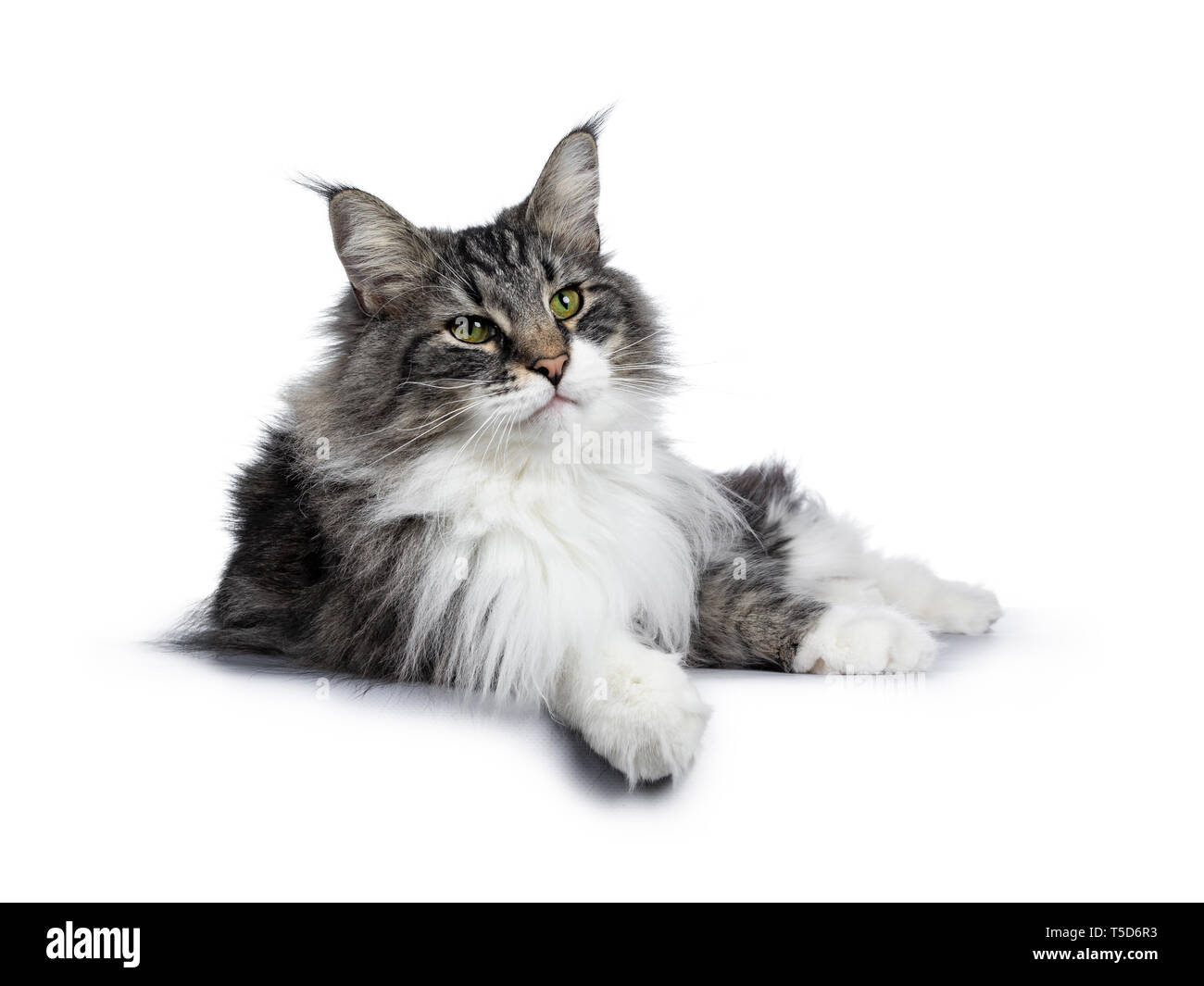 Handsome Black Tabby With White Norwegian Forestcat Laying Down