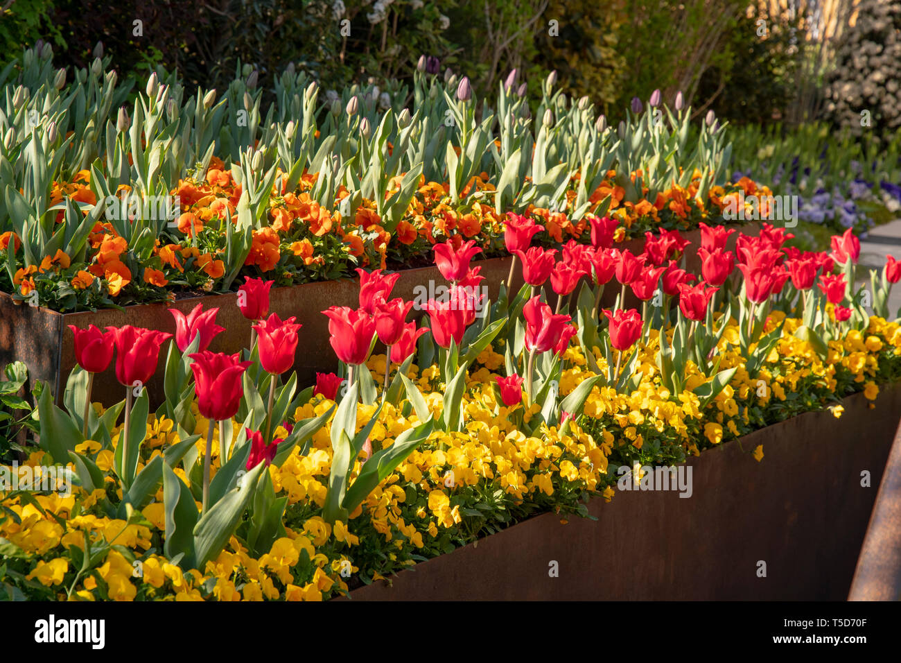 Flower bed with red tulips and wonderful blooming flowers Stock Photo ...