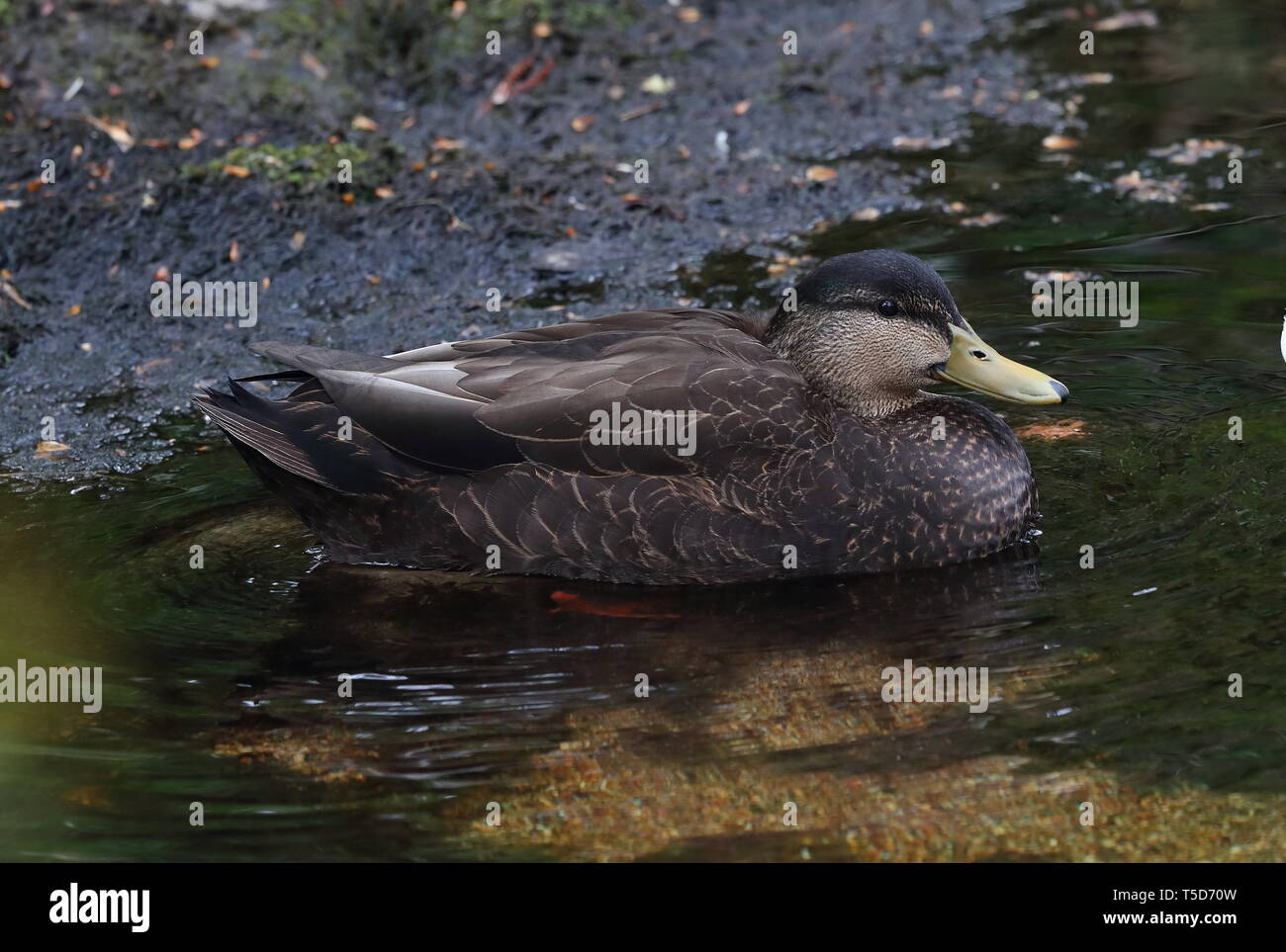 American Black Duck at Strontian Stock Photo