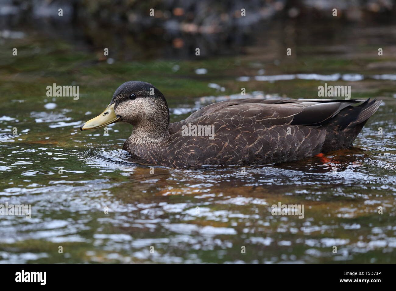 American Black Duck at Strontian Stock Photo