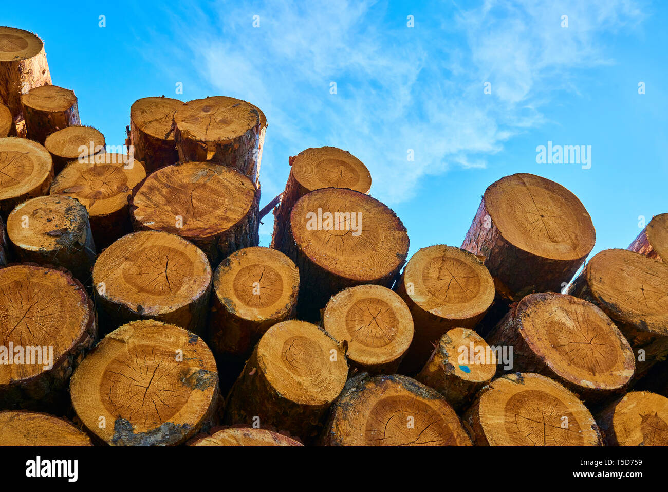 Woodpile of cut Lumber for forestry industry Stock Photo - Alamy