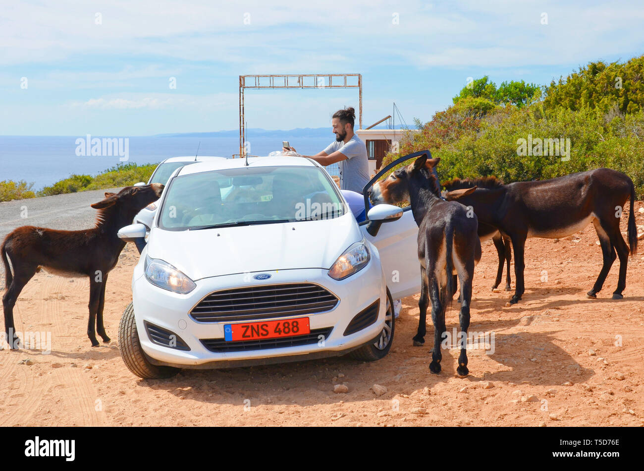 Karpaz Peninsula, Northern Cyprus - Oct 3rd 2018: Young man taking picture of wild donkeys with phone. The donkeys are standing around his opened car. Taken on sunny day with blue sea in background. Stock Photo