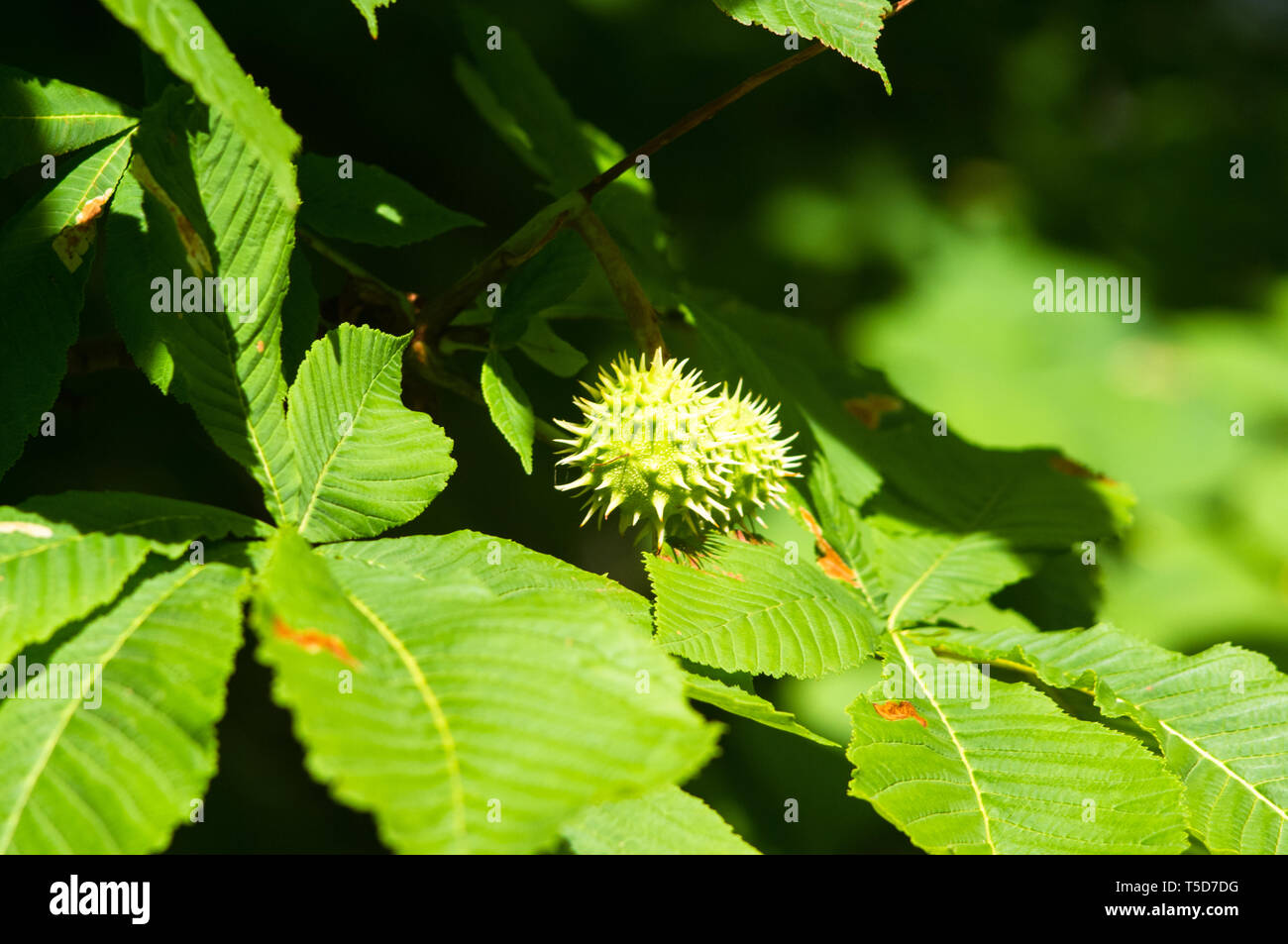 Conca Tree Horse-chestnuts on conker tree branch - Aesculus hippocastanum fruits ...