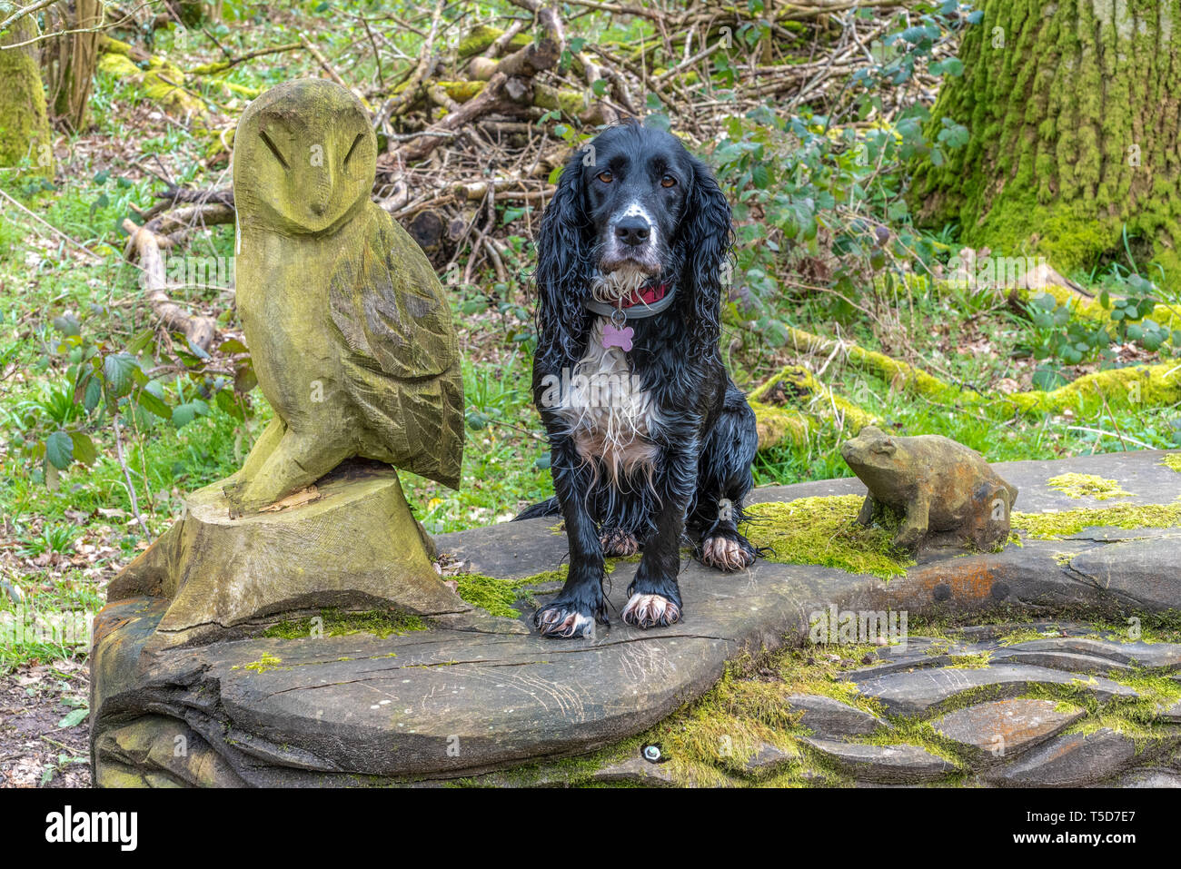 A pair of wise old girls, a wet dog and a carved owl, Woodland Trust, Home Farm, Burkham, Hampshire, UK Stock Photo