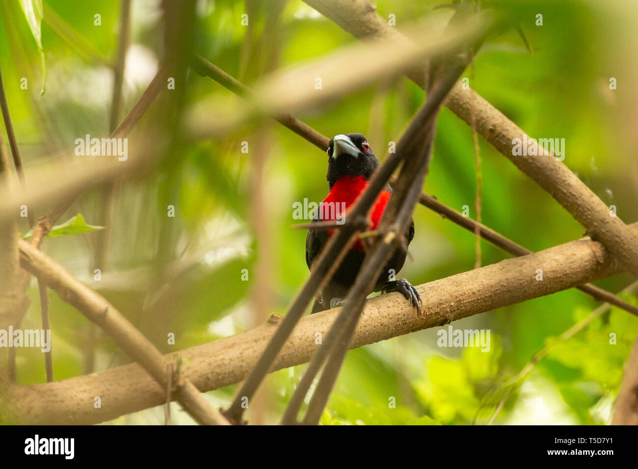 Blue-billed malimbe calling and singing while perched on a branch in a bush Stock Photo