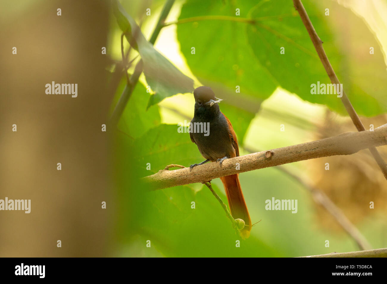 Flycatcher perched in a tree with prey Stock Photo