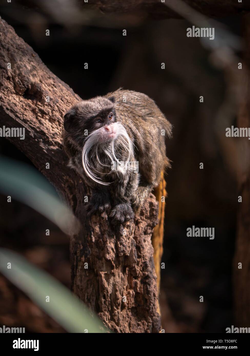 A bearded emperor tamarin crouched in a spot of sunlight on a branch Stock Photo
