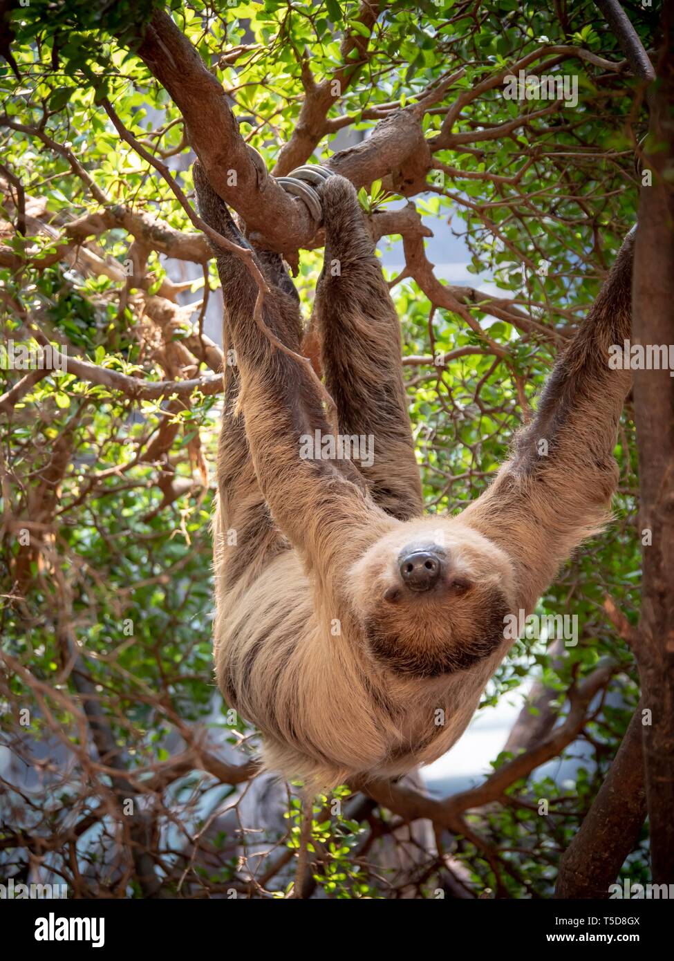 A sloth hanging upside down in the branches of a tree Stock Photo