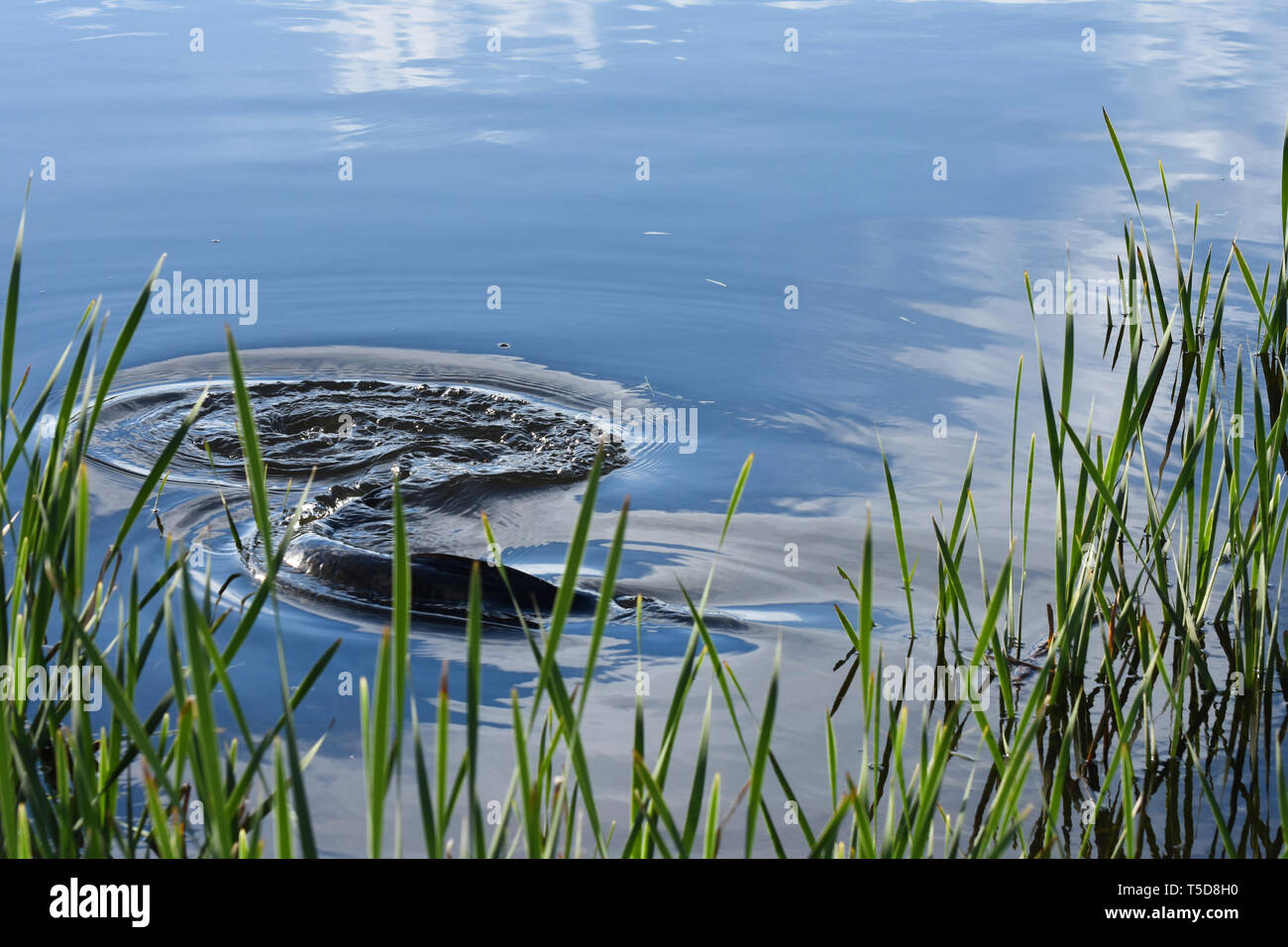 Large Grass Carp Fish Swimming Near The Water's Edge (ctenopharyngodon idella) Stock Photo