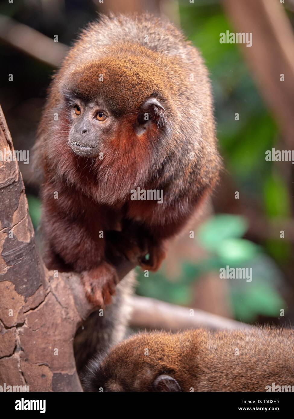 A red titi monkey balancing on a small branch among trees Stock Photo