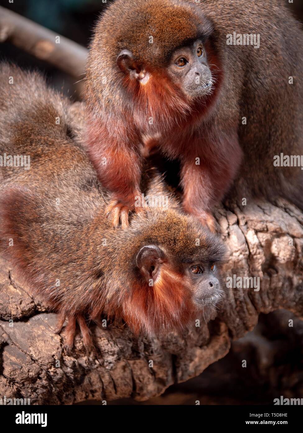 A red titi monkey grooming another while looking off to the side Stock Photo