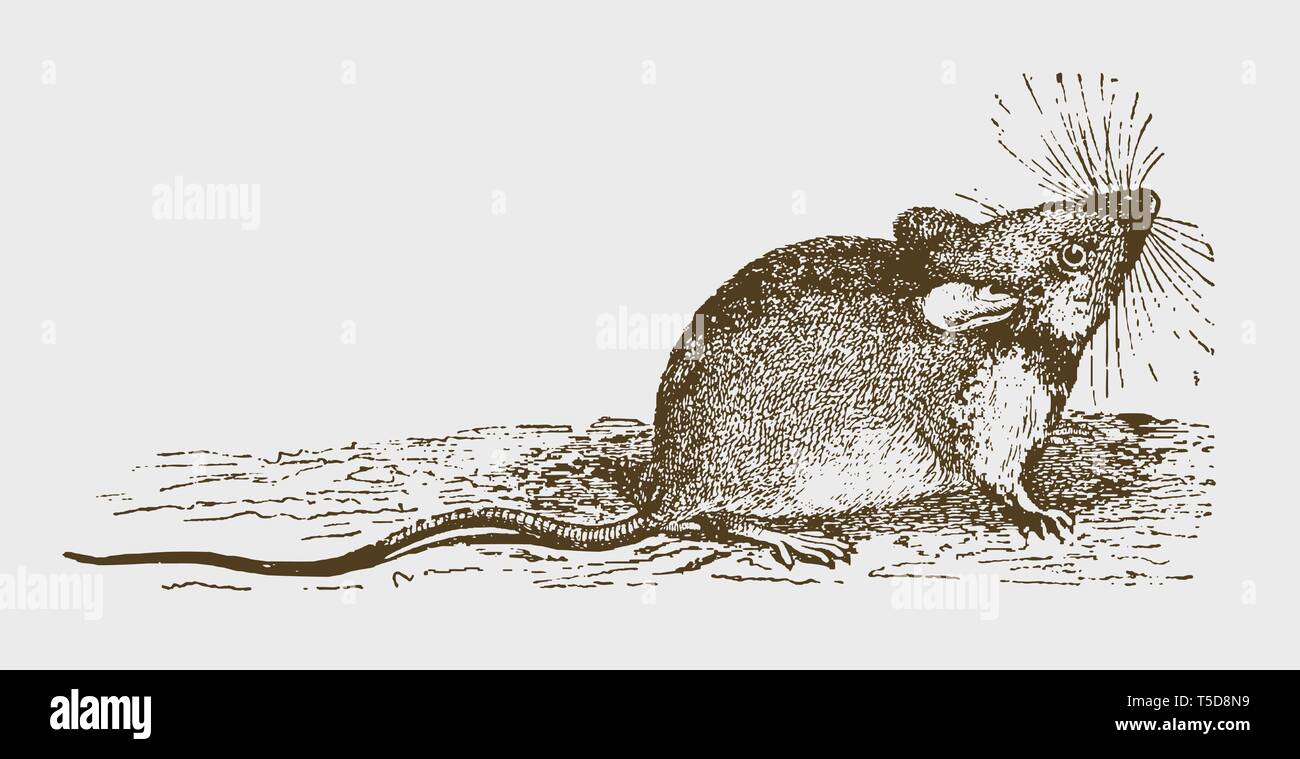 Wood mouse (apodemus sylvaticus) sitting on the ground, looking upwards. Illustration after a historic engraving from the 19th century Stock Vector
