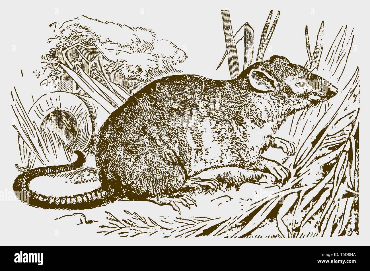 Brown rat (rattus norvegicus) sitting in a meadow. Illustration after a historic engraving from the 19th century Stock Vector
