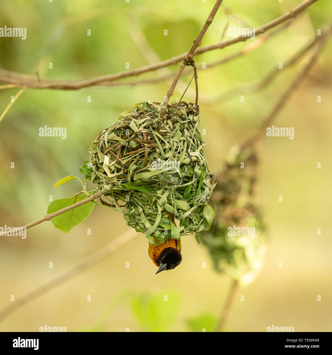Male village weaver bird weaving his nest Stock Photo Alamy