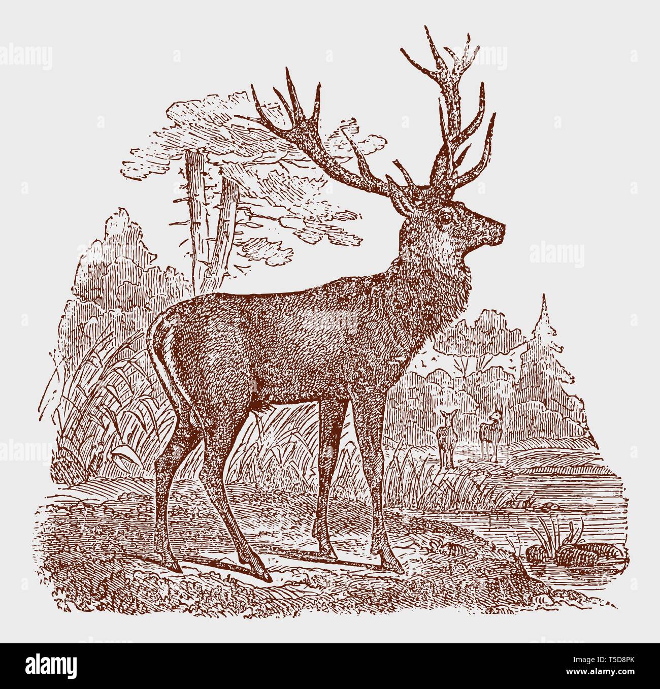 Male red deer (cervus elaphus) stag standing in a landscape. Illustration after a historic engraving from the 19th century. Editable in layers Stock Vector