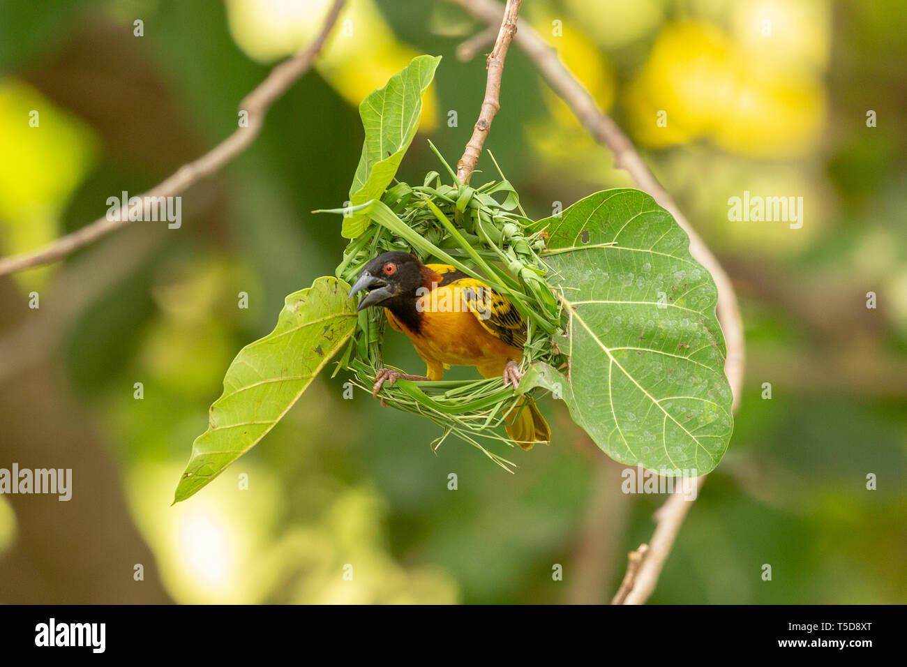 Male village weaver bird weaving his nest Stock Photo - Alamy