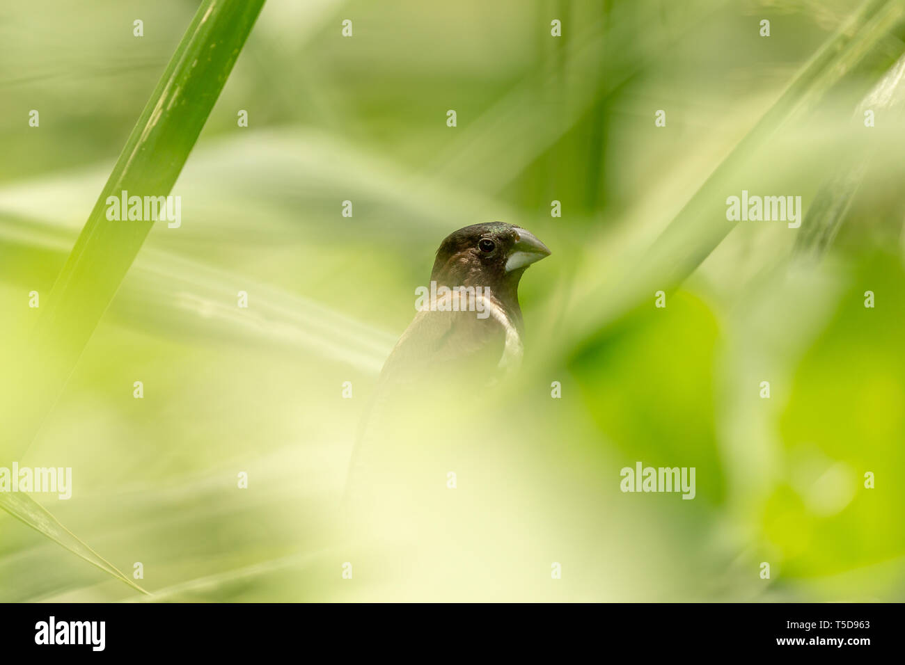 Black and white finch hiding in the long grass Stock Photo