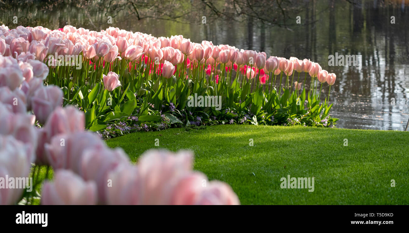 Dusk pink tulips by the lake at Keukenhof Gardens, Lisse, South Holland. Keukenhof is known as the Garden of Europe. Stock Photo