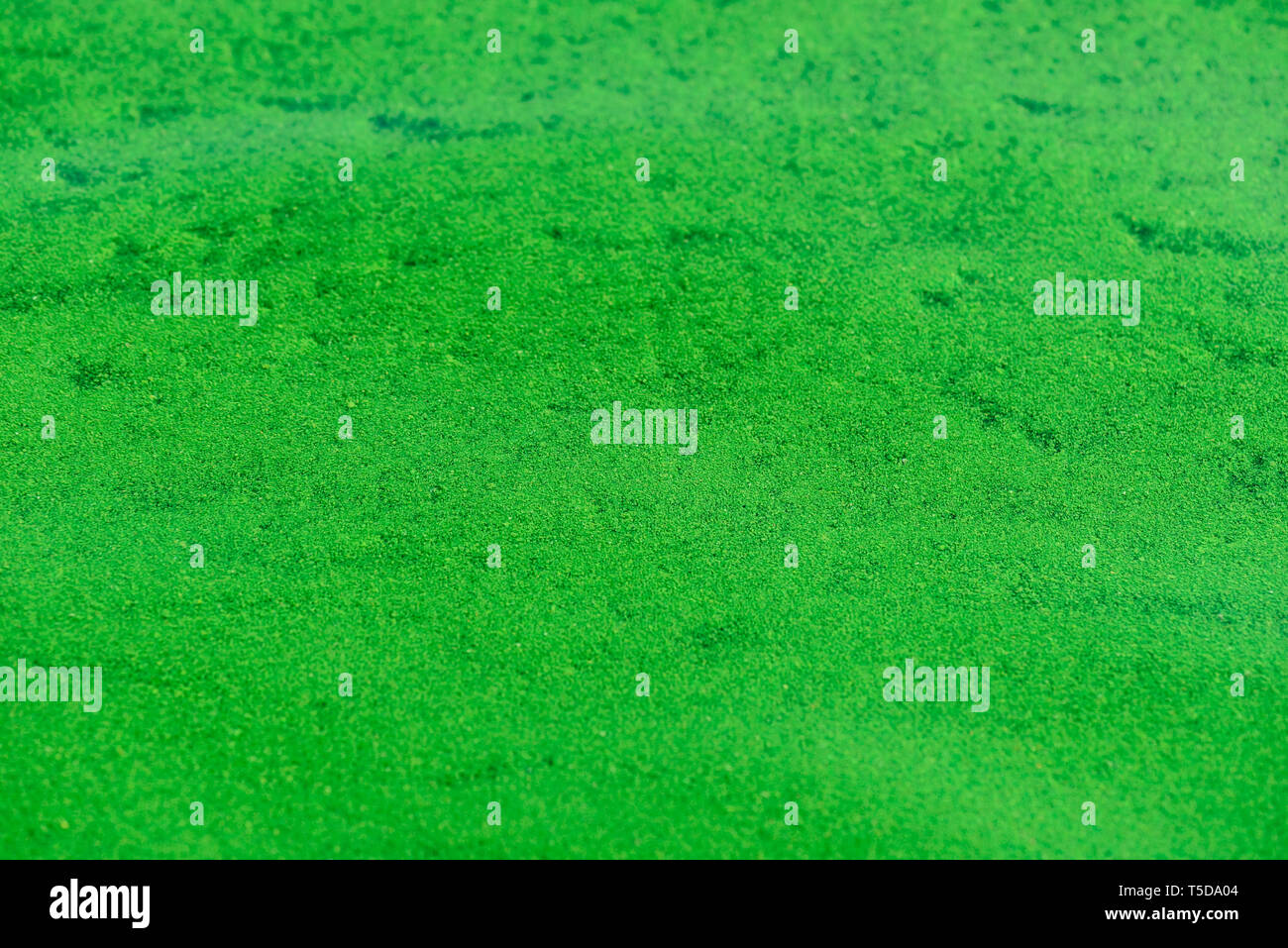 Background of the smooth ripples on the water surface with green algae ...