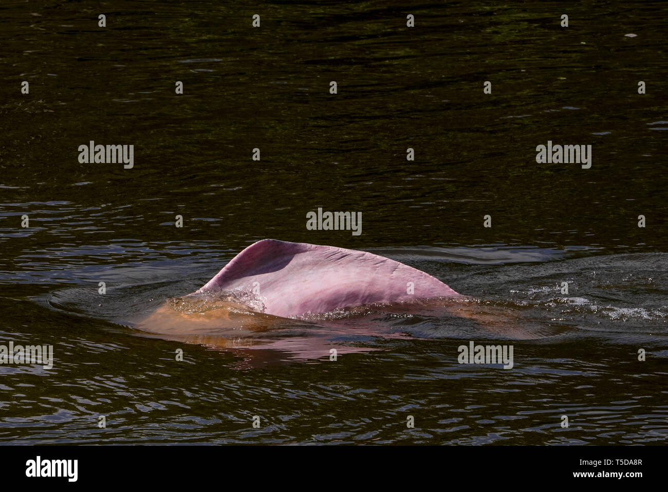 Amazon pink river dolphin, Inia geoffrensis, delfin rosado Stock Photo