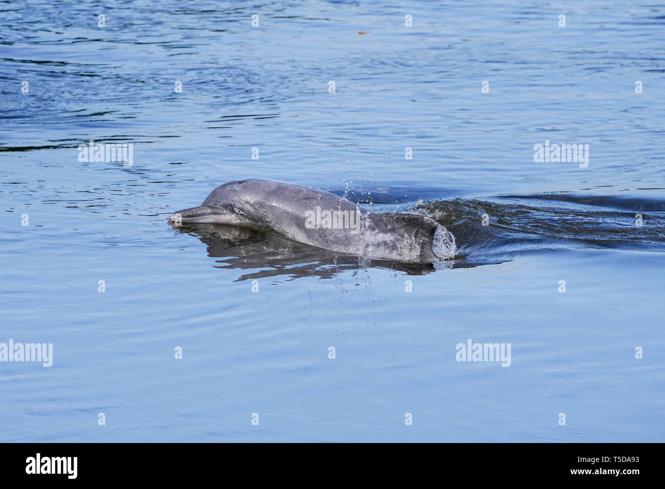 Tucuxi, Sotalia fluviatilis, also know as gray dolphin Stock Photo