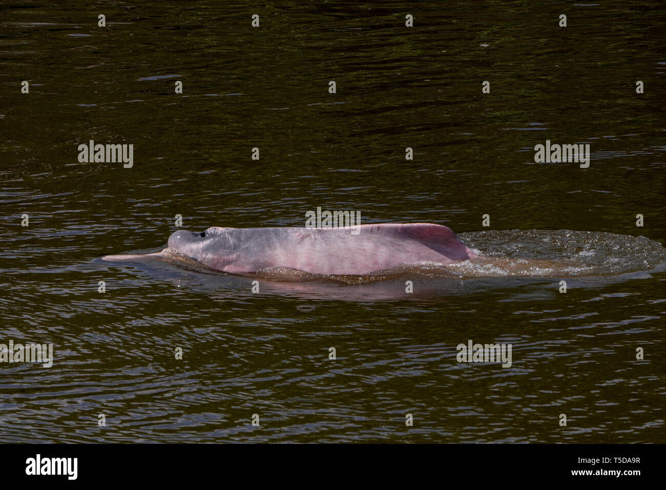 Amazon pink river dolphin, Inia geoffrensis, delfin rosado Stock Photo