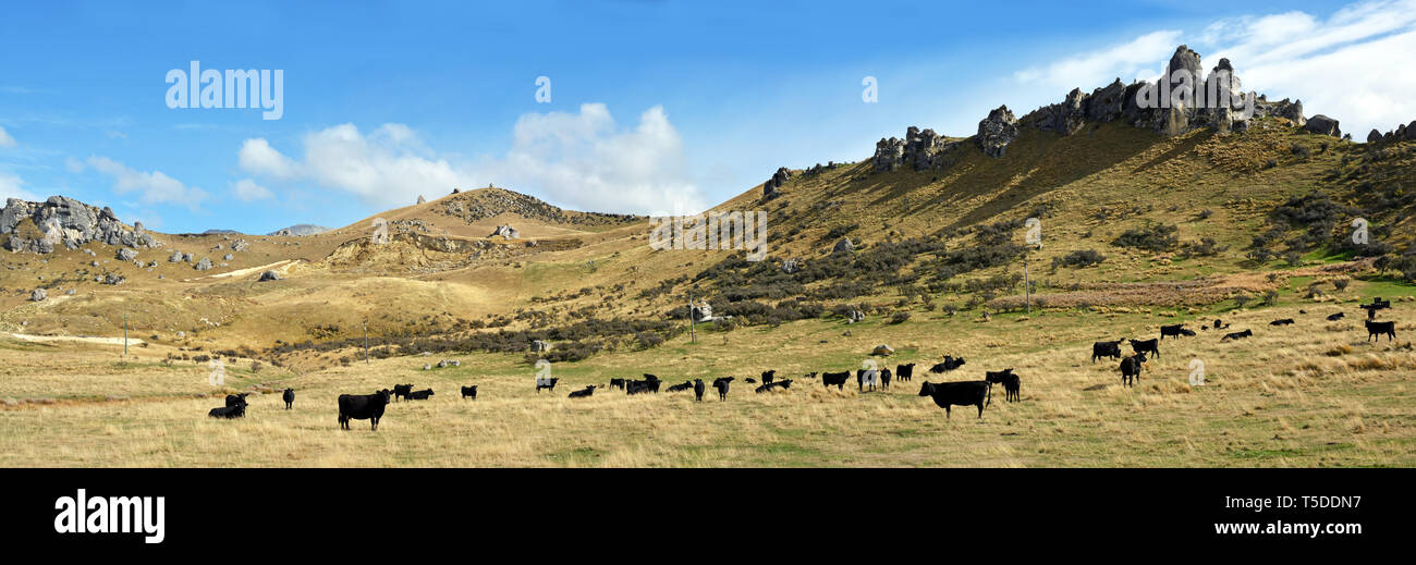 Beef cattle station hi-res stock photography and images - Alamy