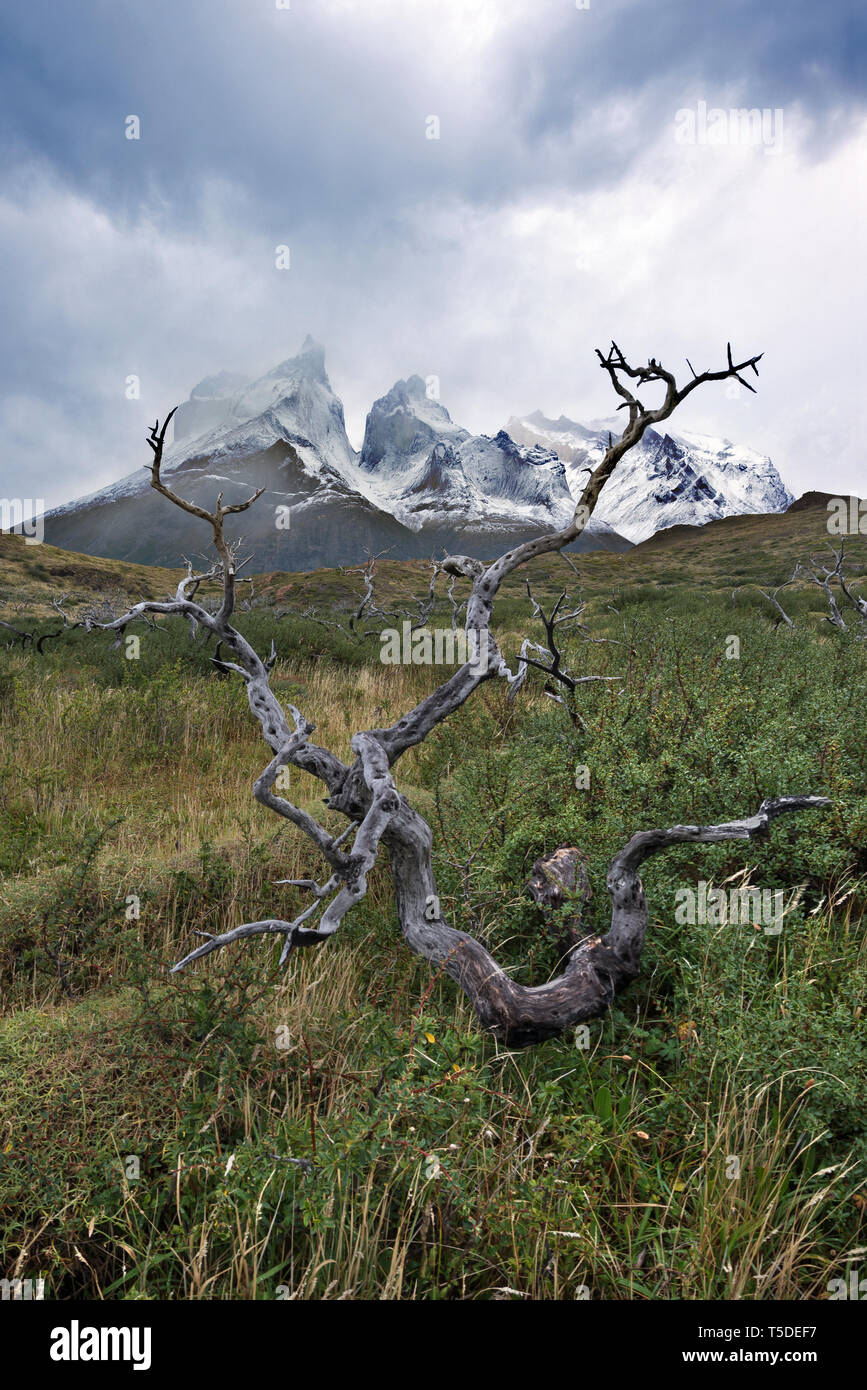 los Cuernos del Paine and a Southern beech (Nothofagus sp.), Torres del Paine NP, Chile Stock Photo