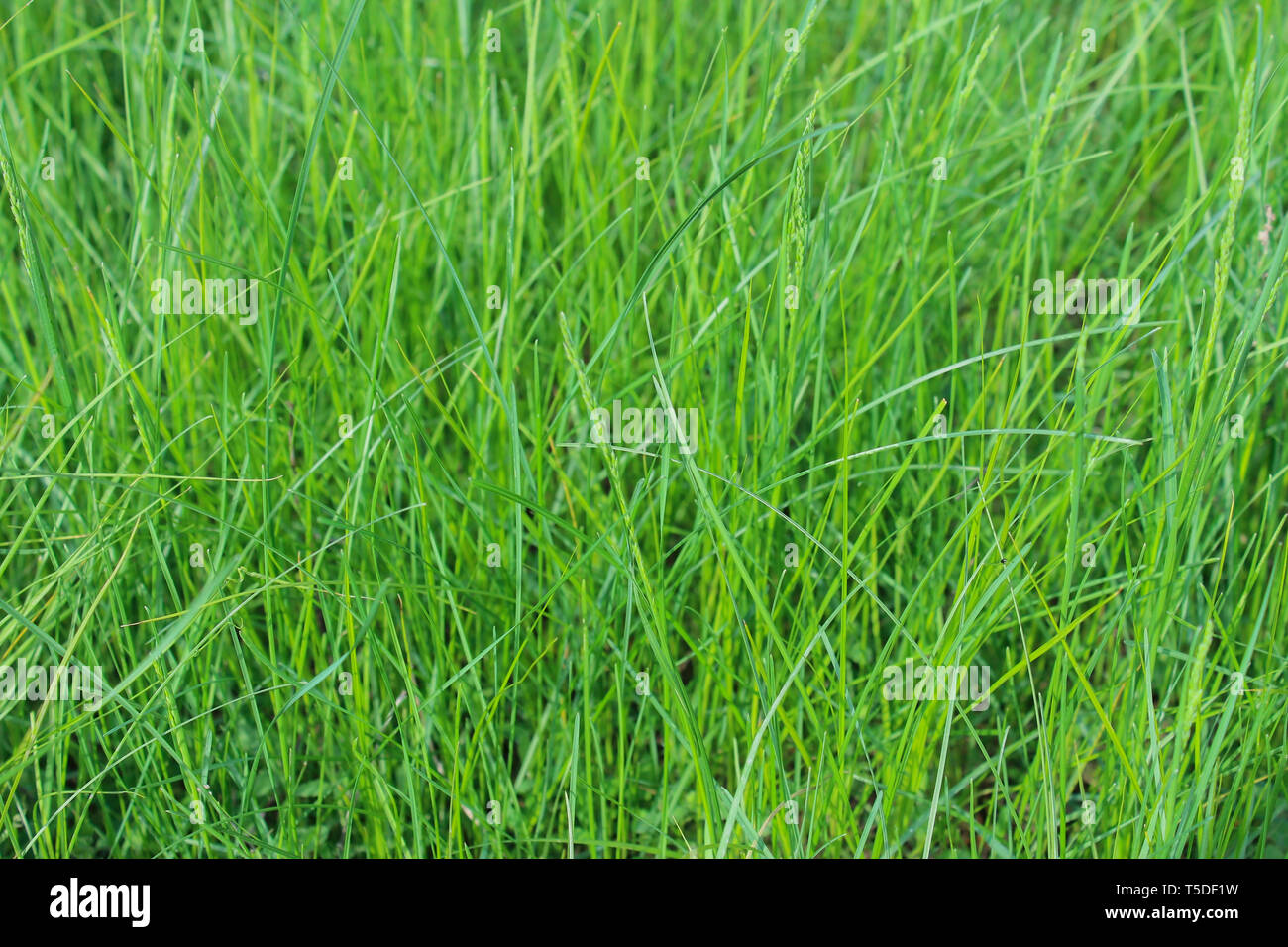 Green grass close up roughly as a background Stock Photo - Alamy