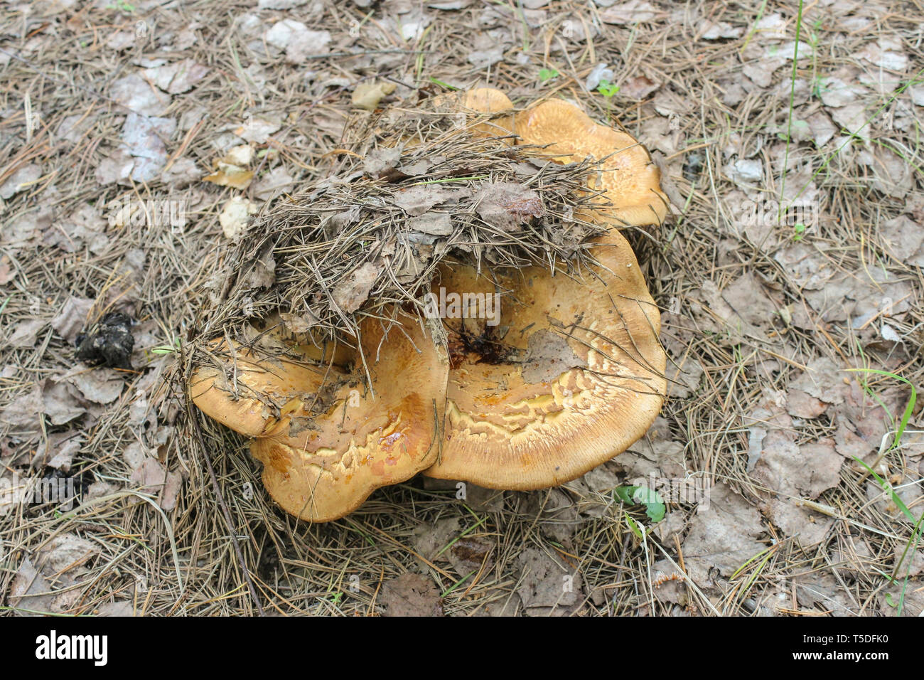 Conditionally edible mushrooms Paxillus involutus in coniferous forest Stock Photo