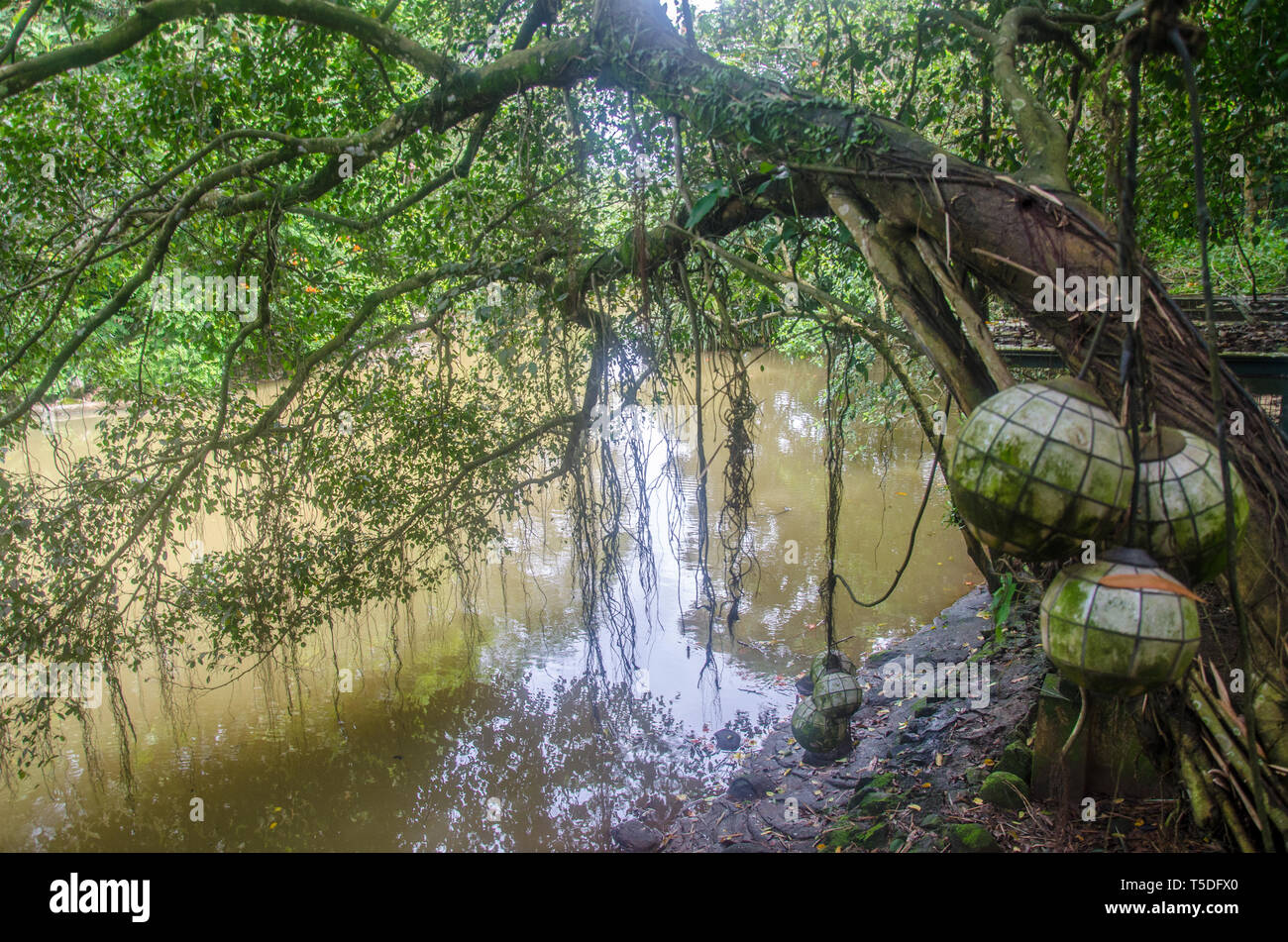 Low hanging tree branches hi-res stock photography and images - Alamy