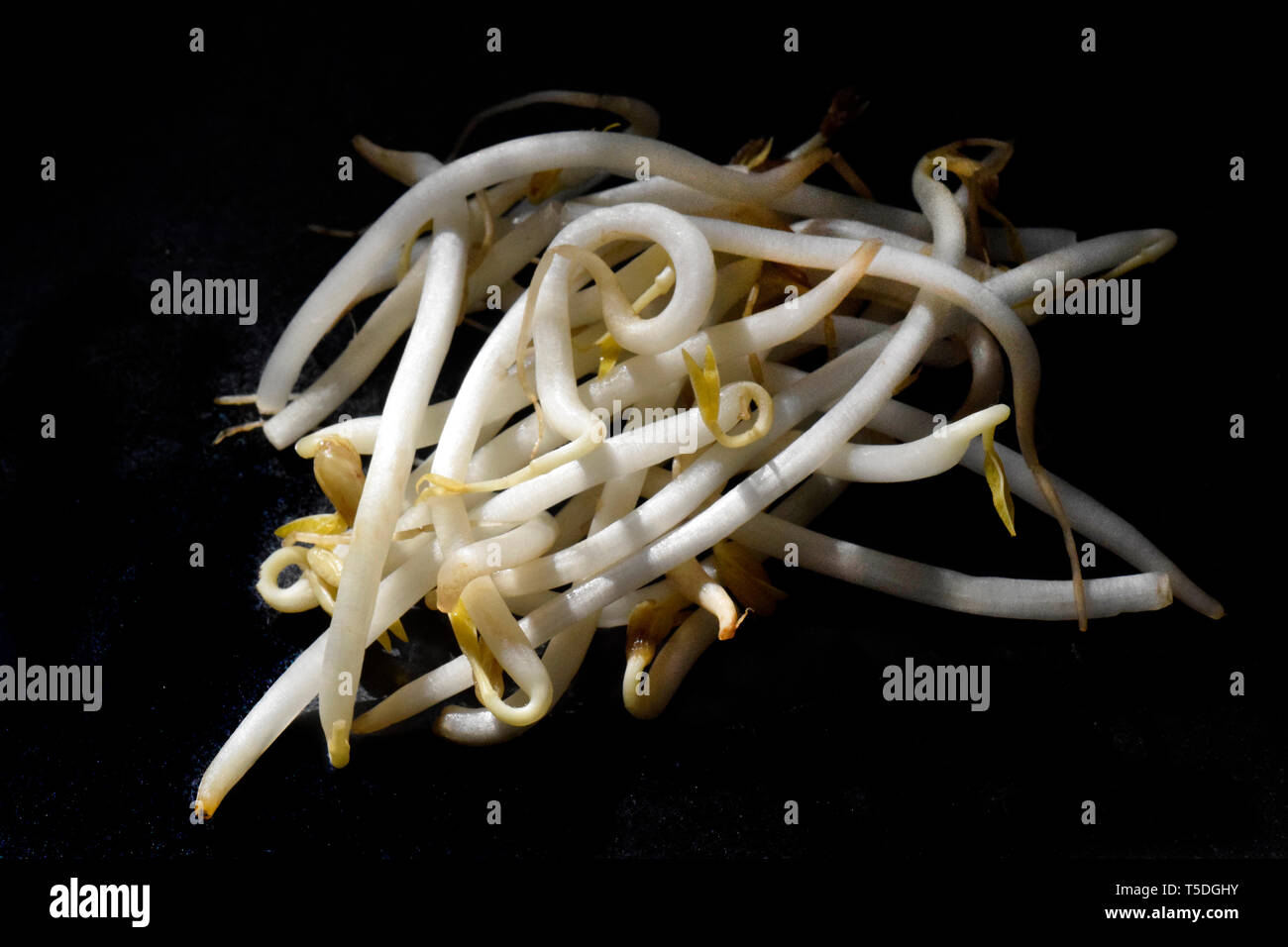 beansprouts Stock Photo