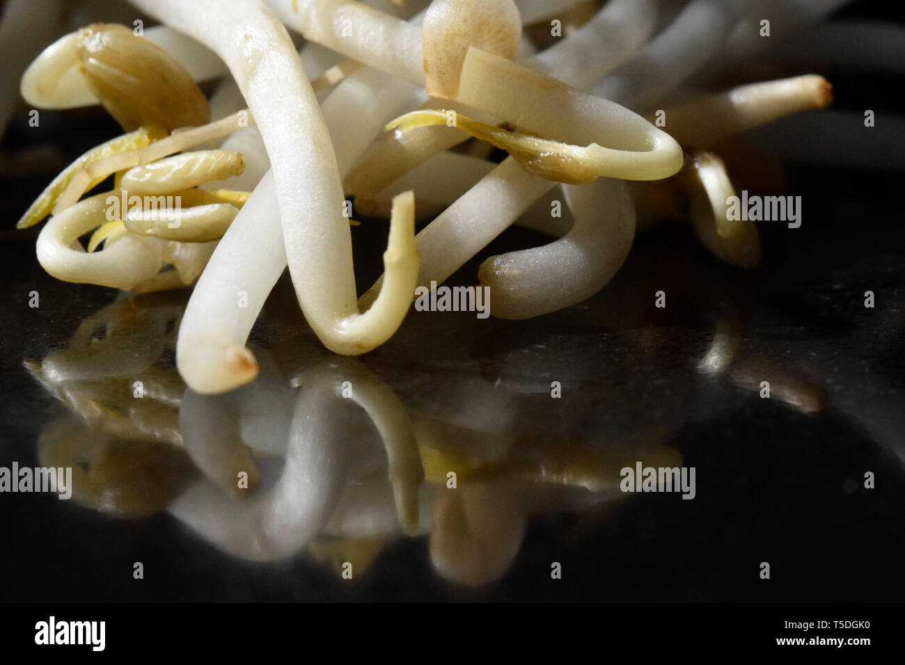 beansprouts Stock Photo