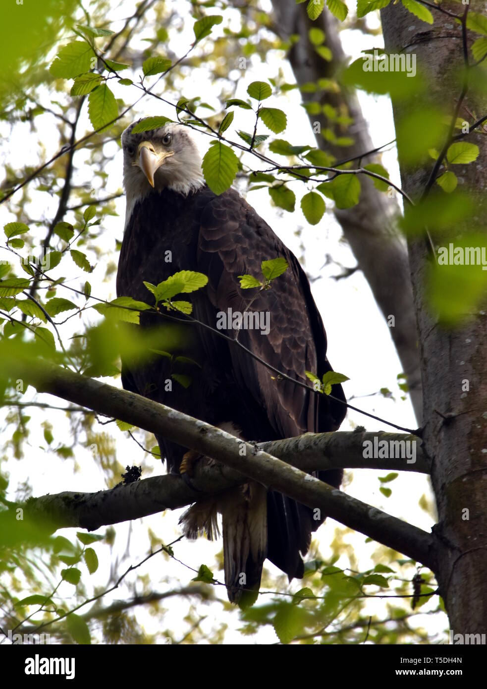 Photograph of a bald eagle perched in a tree looking down at the camera Stock Photo