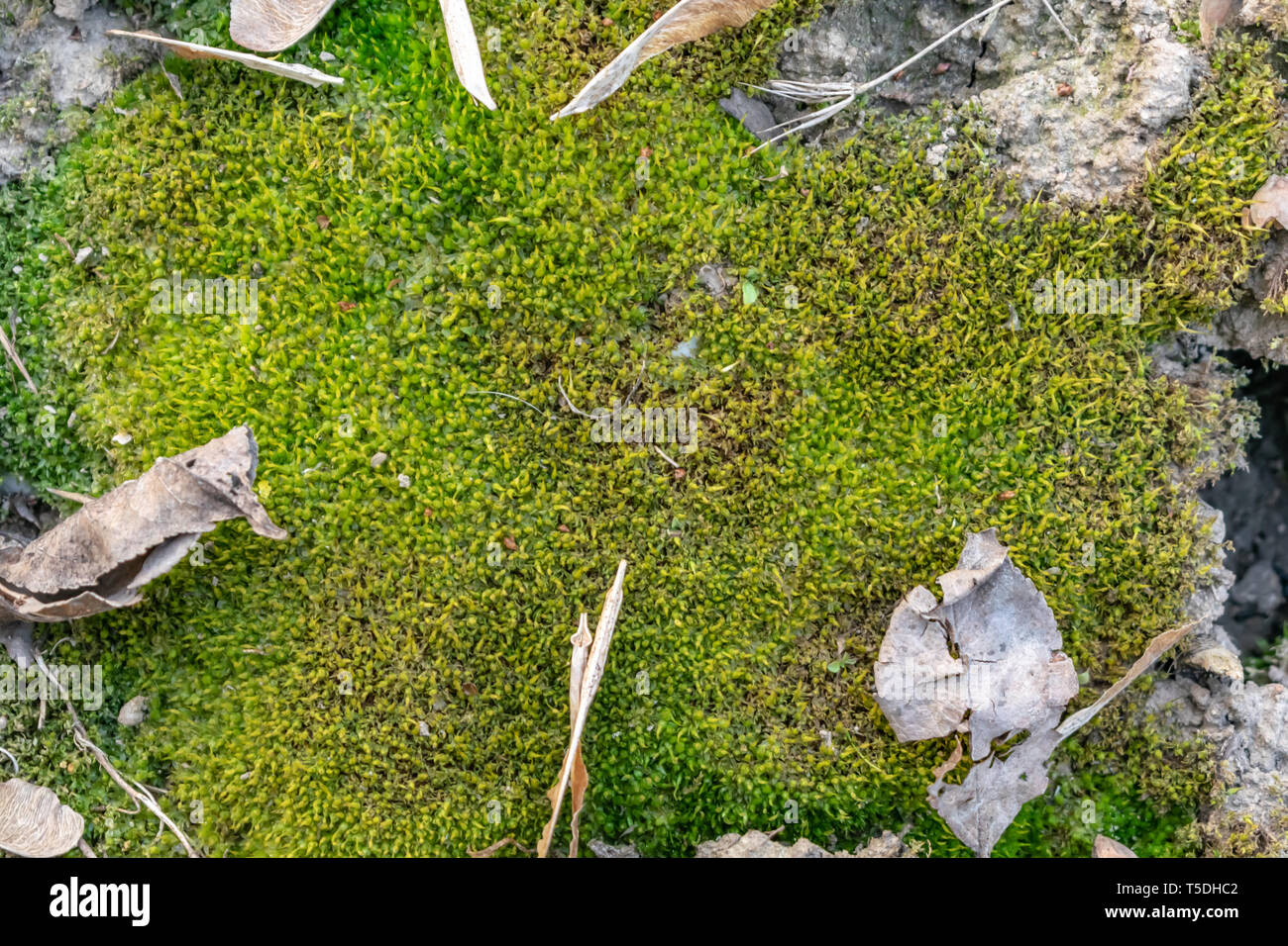 forest moss green color background texture spring in the forest Stock Photo