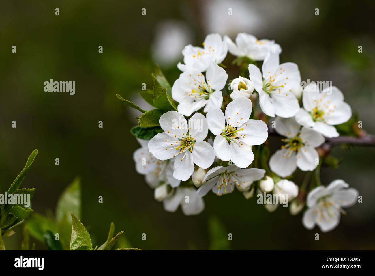a spring Flowering branch against the blue sky backgrounds Stock Photo ...