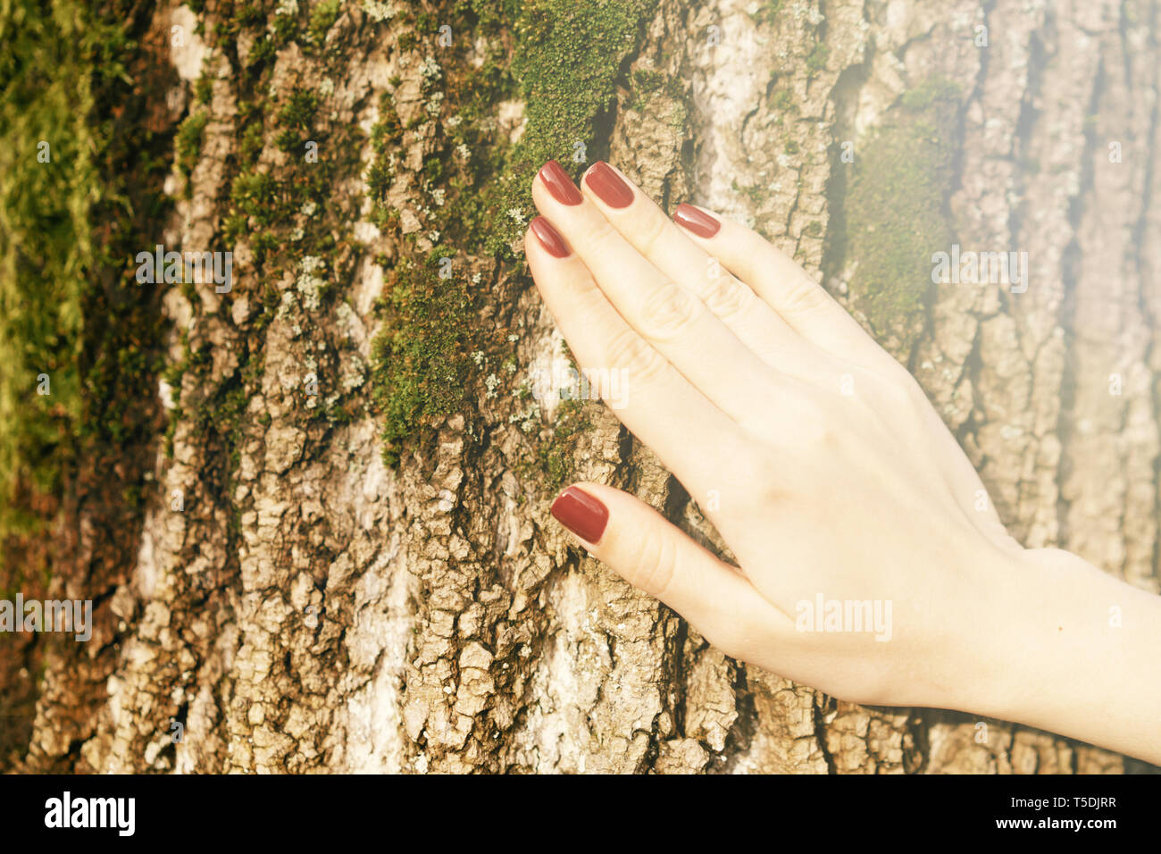 Woman Hand Tree Womans hand touches branch tree hi-res stock photography and images - Alamy