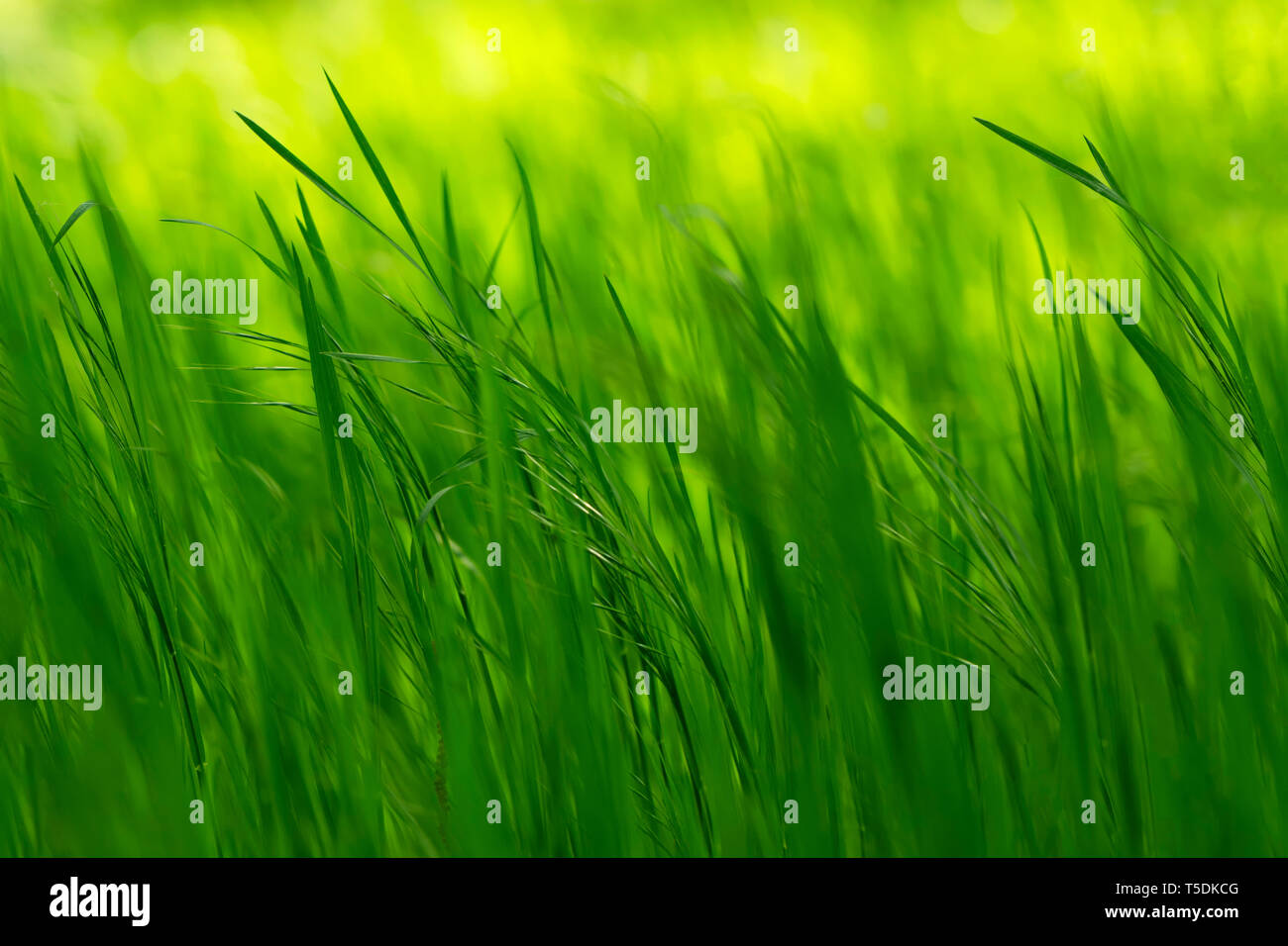 Grass in spring time Stock Photo