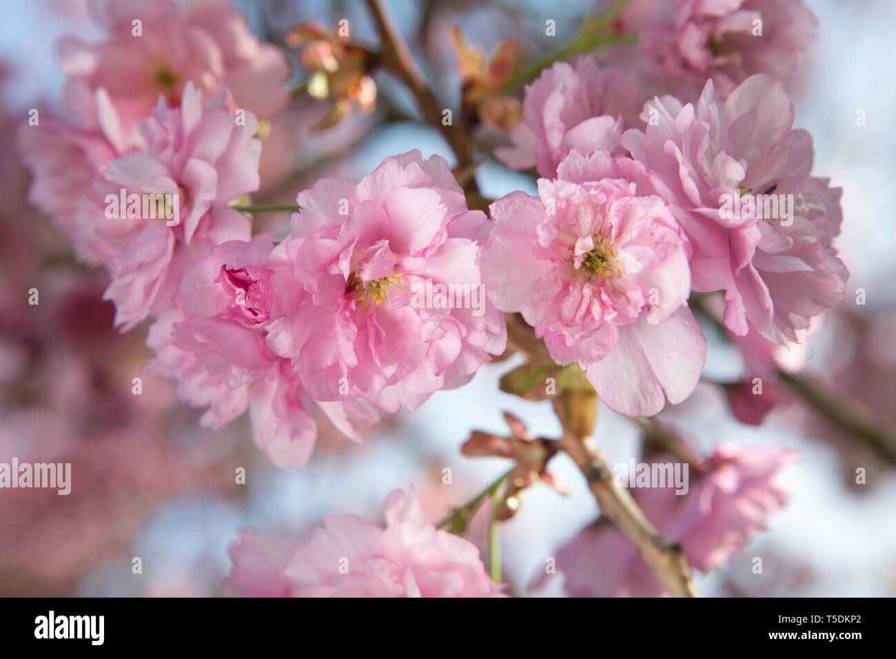 close-up of branch of pink cherry blossoms in sunlight Stock Photo - Alamy