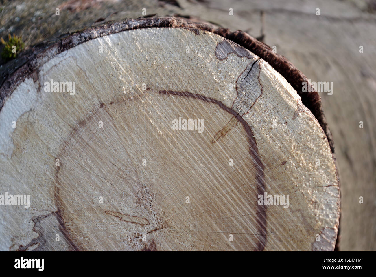 cross section of dead tree that is being cut up in Dalmuir Park Stock ...